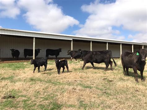 fort smith stockyards cattle prices|arkansas cattle prices on range.